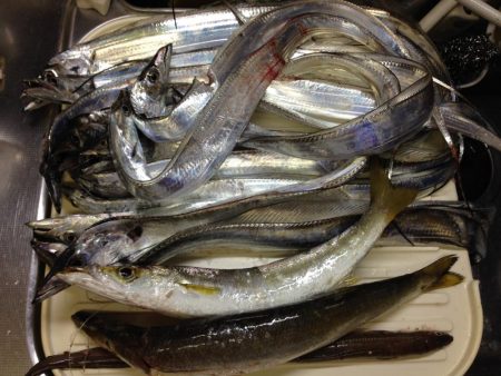 タチウオ爆釣、そしてカマスにアナゴ!よく釣れた!